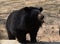 This is an image of Himalayan black bear walking on the field .