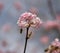 Image of a honeybee flying to the rose blossom of a winter snowball during spring on a sunny day with blur in the background