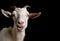 Image of horned goat cute smile. Illustration, Farm animals. Generative AI