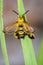 Image of a Hornet moth Sesia apiformis female on green leaves.