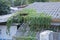 Image of a house building and on the roof covered by ivy creepers plants, Long green creepers. Chiangmai, Thailand