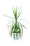 Image houseplant dracaena palm in a pot