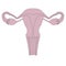 Image of human uterus
