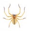 Image of Huntsman spider Olios sp. is a family of Sparassidae on white background. Insect. Animal