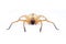 Image of Huntsman spider Olios sp. is a family of Sparassidae on white background. Insect. Animal