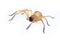 Image of Huntsman spider Olios sp. is a family of Sparassidae on white background. Insect. Animal