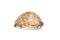 Image of Image of seashells cypraea arabica on a white background. Undersea Animals. Sea Shells.seashells cypaea arabica on a