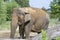 Image of an Indian elephant inside a park