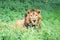 This is an image of Indian lion or panthera leo persica.