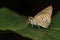 Image of The Indian Palm Bob butterfly.