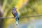 Image of indochinese roller birdCoracias affinis on nature background. Bird. Animals