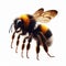 Image of isolated bumble bee against pure white background, ideal for presentations