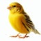 Image of isolated canary against pure white background, ideal for presentations