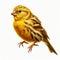 Image of isolated canary against pure white background, ideal for presentations