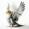 Image of isolated cockatiel against pure white background, ideal for presentations