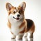 Image of isolated corgi against pure white background, ideal for presentations