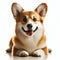 Image of isolated corgi against pure white background, ideal for presentations