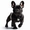 Image of isolated French bulldog against pure white background, ideal for presentations