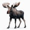Image of isolated moose against pure white background, ideal for presentations