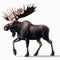 Image of isolated moose against pure white background, ideal for presentations