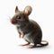 Image of isolated mouse against pure white background, ideal for presentations