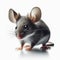 Image of isolated mouse against pure white background, ideal for presentations