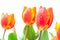 Image of isolated red tulips