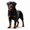 Image of isolated Rottweiler against pure white background, ideal for presentations
