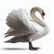 Image of isolated swan against pure white background, ideal for presentations