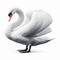 Image of isolated swan against pure white background, ideal for presentations