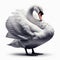 Image of isolated swan against pure white background, ideal for presentations