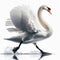 Image of isolated swan against pure white background, ideal for presentations