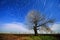 Image of a isolated tree silhouette on a hill