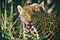 Image of a jaguar on nature background.