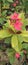 It is the image of jatropha plant