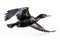 Image of a javanese cormorant is flapping its wings fly on a white background. Wild Animals. Birds. Illustration. Generative AI