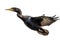 Image of a javanese cormorant is flapping its wings fly on a white background. Wild Animals. Birds. Illustration. Generative AI