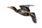 Image of a javanese cormorant is flapping its wings fly on a white background. Wild Animals. Birds. Illustration. Generative AI