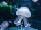 Image of jellyfish taken in Loro Parque, Spain