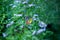 Image of an Jezebel butterfly resting on the flower plants during spring season.