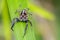 Image of Jumping spiders& x28;Plexippus paykulli.,male& x29;