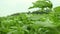 Image of jute fields in green Bengal. The green jute leaves are swaying in the wind