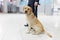 Image of a Labrador dog looking at camera, for detecting drugs at the airport standing near the customs guard