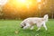 Image of labrador dog in summer park on walk