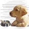 Image of Labrador Retriever puppy and bowl with bone low poly