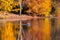 Image of the lake and swans on a background