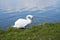 Image of the lake and swans background