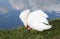 Image of the lake and swans background