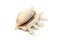 Image of lambis scorpius sea shell, common name the scorpion conch or scorpion spider conch, is a species of large sea snail, a