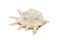 Image of lambis scorpius sea shell, common name the scorpion conch or scorpion spider conch, is a species of large sea snail, a